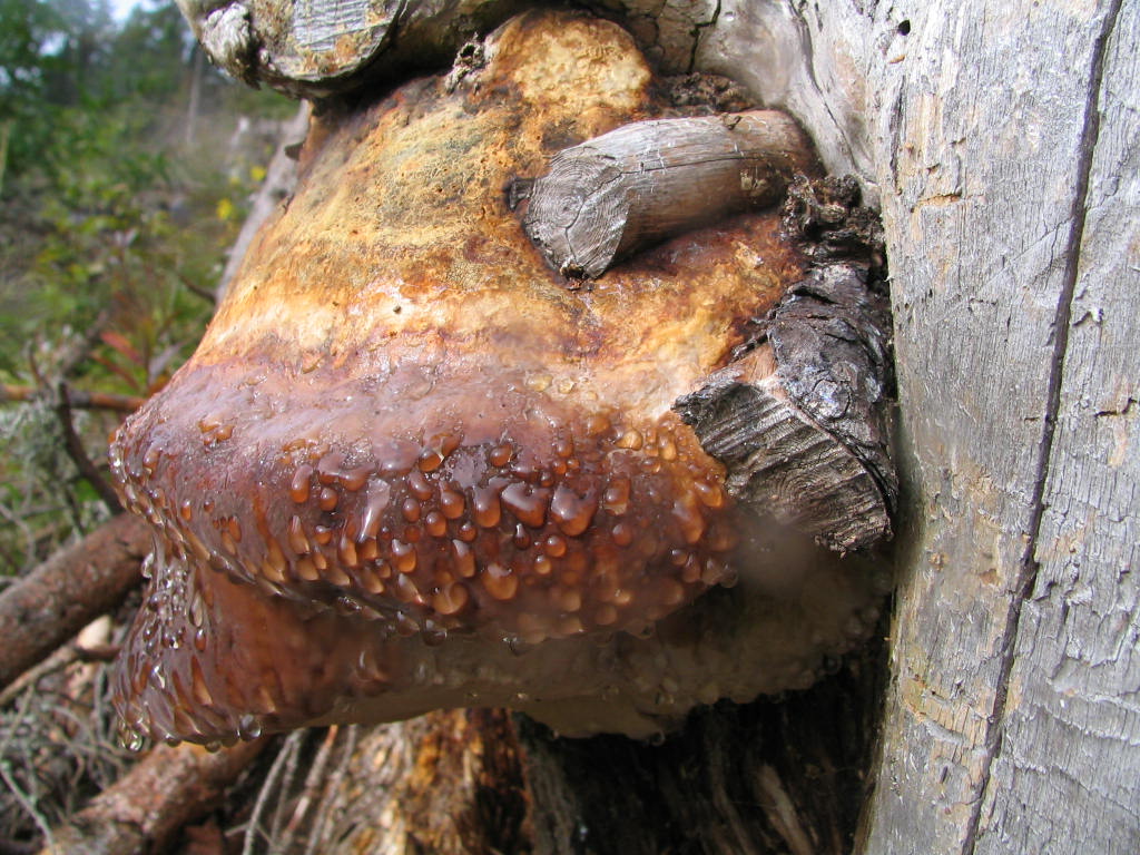 Fonds d'cran Nature Champignons 