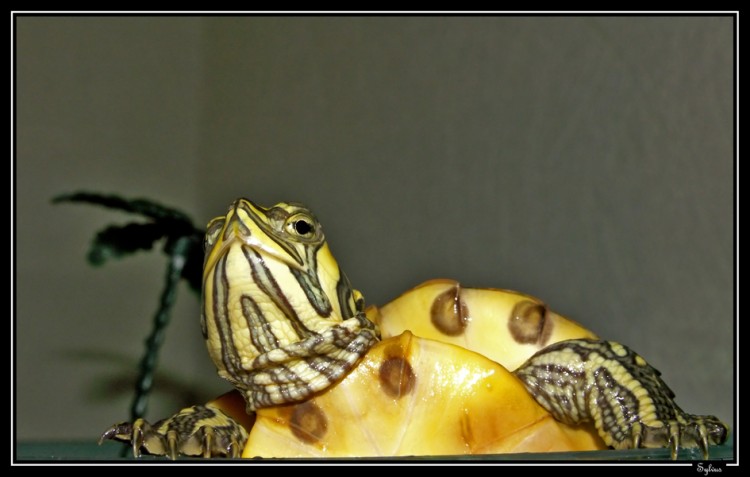 Fonds d'cran Animaux Tortues Wallpaper N154155