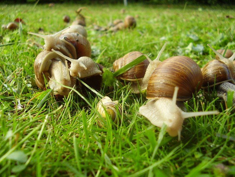 Fonds d'cran Animaux Escargots - Limaces go!