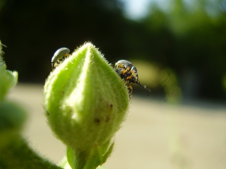 Fonds d'cran Animaux Insectes - Divers vive le sexe