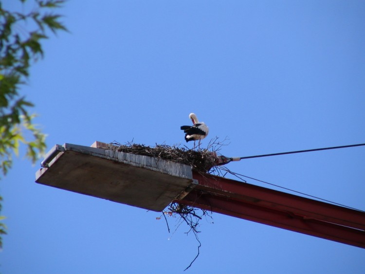 Wallpapers Animals Birds - Storks Wallpaper N154176