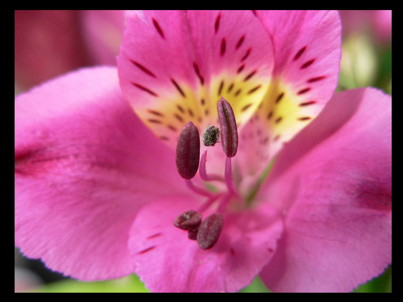 Wallpapers Nature Flowers 