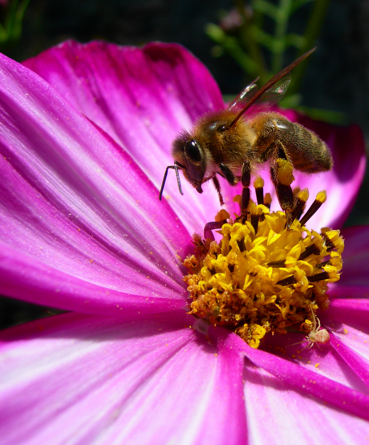 Fonds d'cran Animaux Insectes - Abeilles Gupes ... Abeille