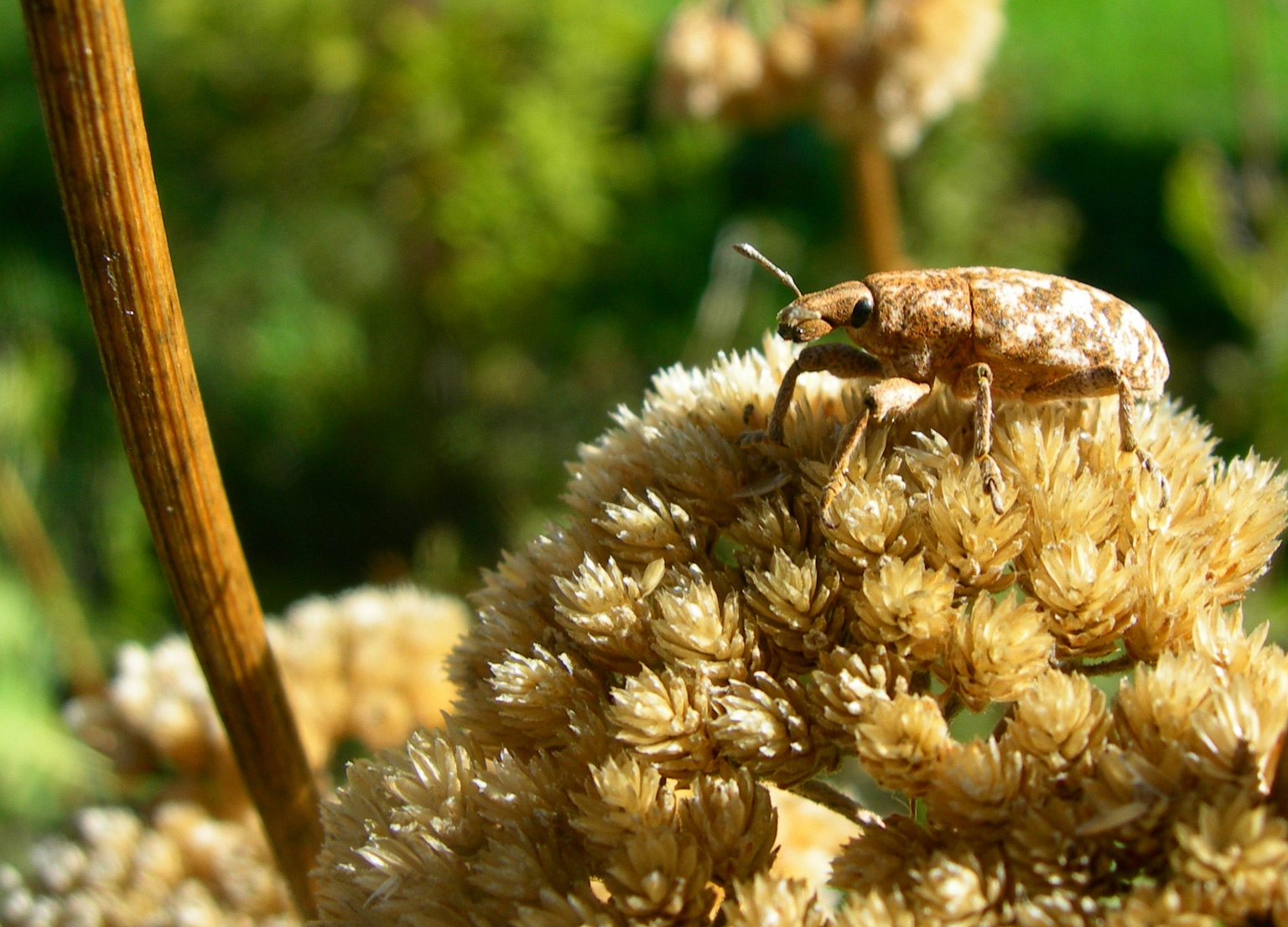 Fonds d'cran Animaux Insectes - Divers 