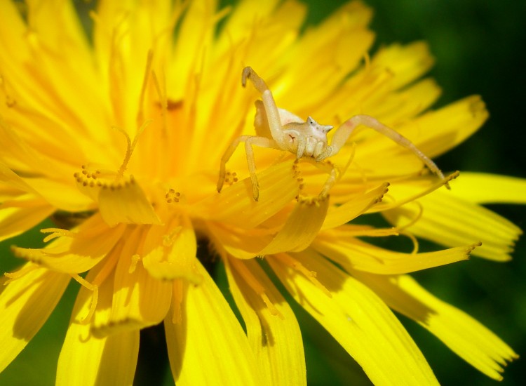 Fonds d'cran Animaux Araignes Araigne