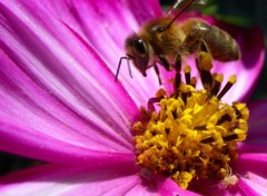 Wallpapers Animals Abeille