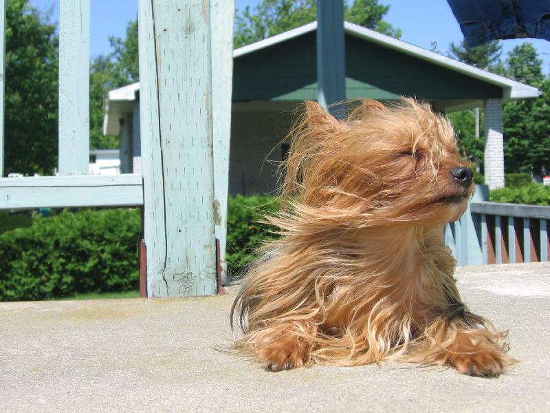 Fonds d'cran Animaux Chiens Couie-Couie dans le vent