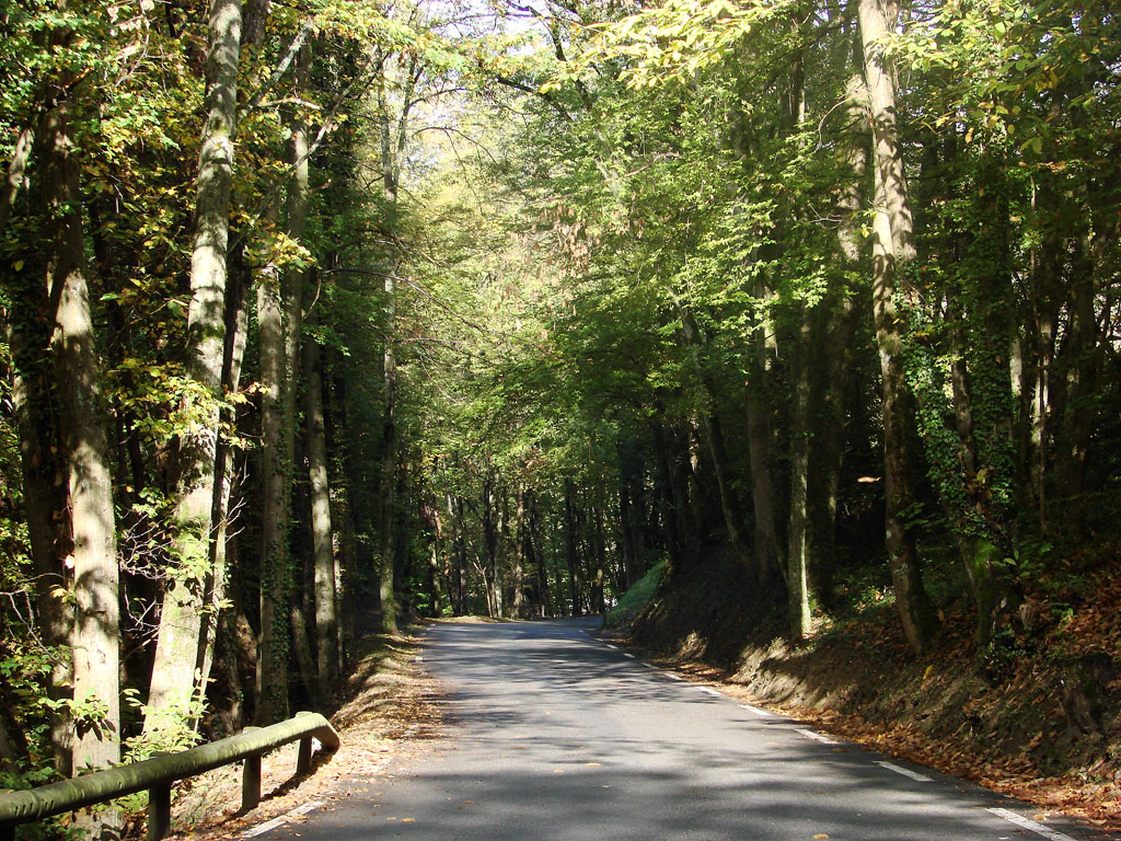 Fonds d'cran Constructions et architecture Routes - Autoroutes Petite route de foret.