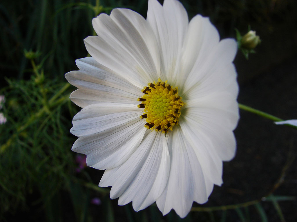 Wallpapers Nature Flowers Fleur blanche