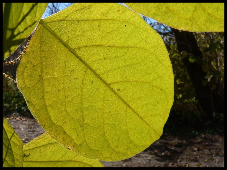 Fonds d'cran Nature Feuilles - Feuillages Vert d'automne