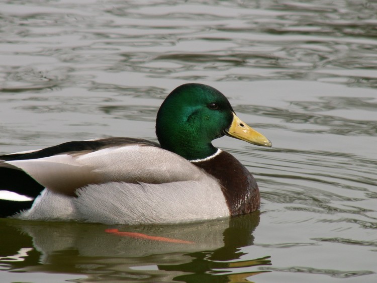 Fonds d'cran Animaux Oiseaux - Canards Un beau col-vert