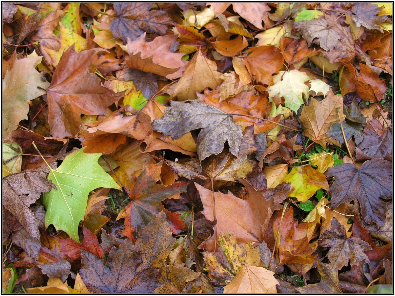 Fonds d'cran Nature Feuilles - Feuillages Plaisirs d'automne