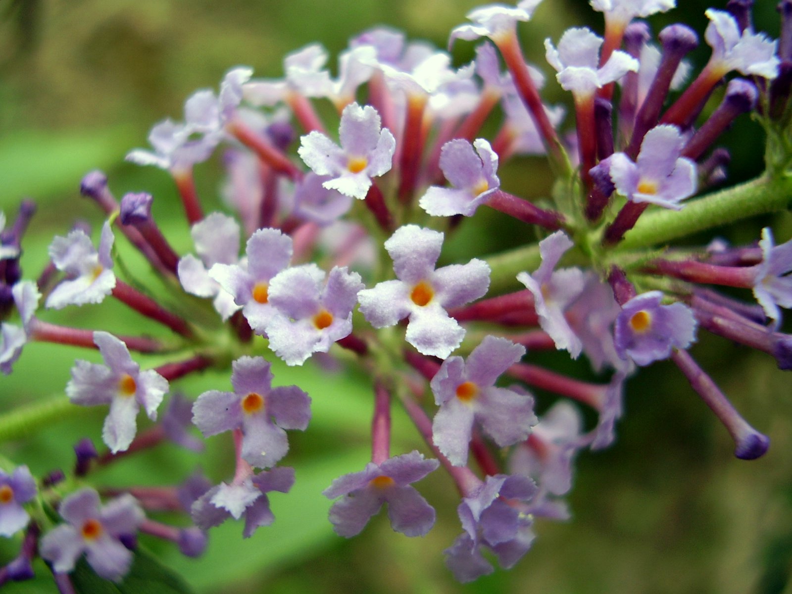 Fonds d'cran Nature Fleurs 