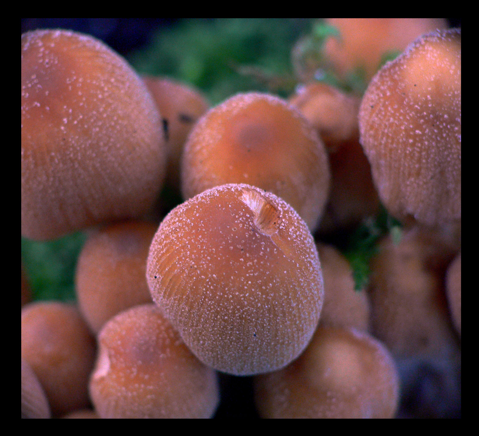 Fonds d'cran Nature Champignons 