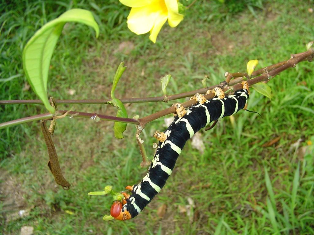 Fonds d'cran Animaux Insectes - Chenilles 