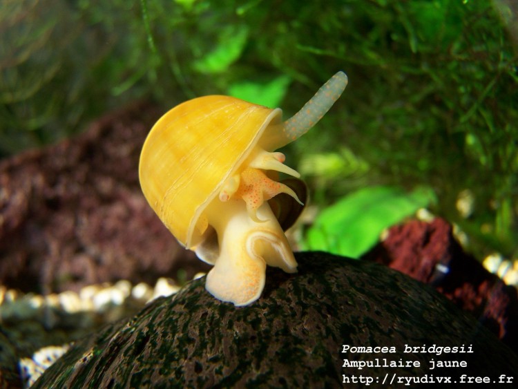 Fonds d'cran Animaux Escargots - Limaces Pomacea bridgesii - l'ampullaire jaune