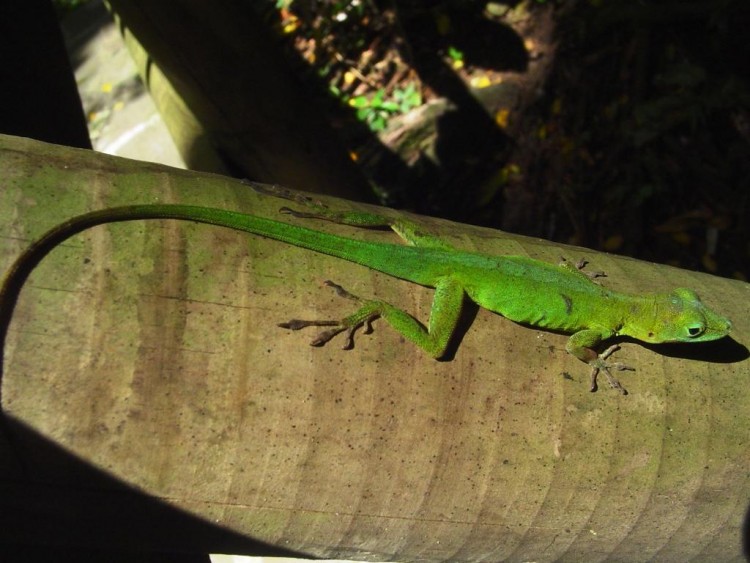 Wallpapers Animals Lizards - Iguanas Wallpaper N154700