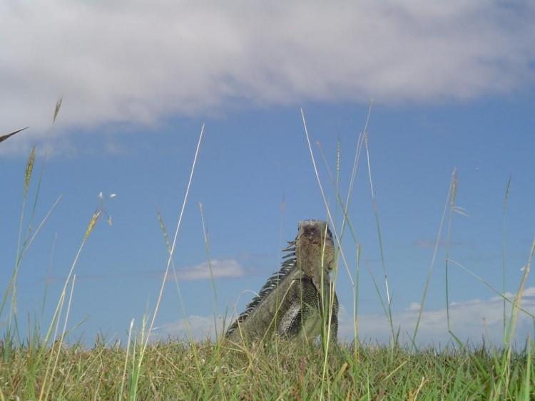 Fonds d'cran Animaux Lzards - Iguanes Wallpaper N154701