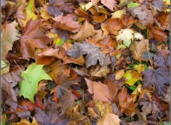 Fonds d'cran Nature Plaisirs d'automne