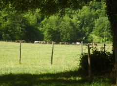 Fonds d'cran Nature meumeus courtouphloises