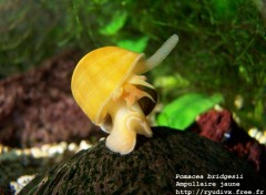 Wallpapers Animals Pomacea bridgesii - l'ampullaire jaune