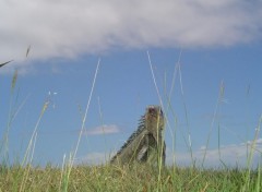 Fonds d'cran Animaux Image sans titre N154701