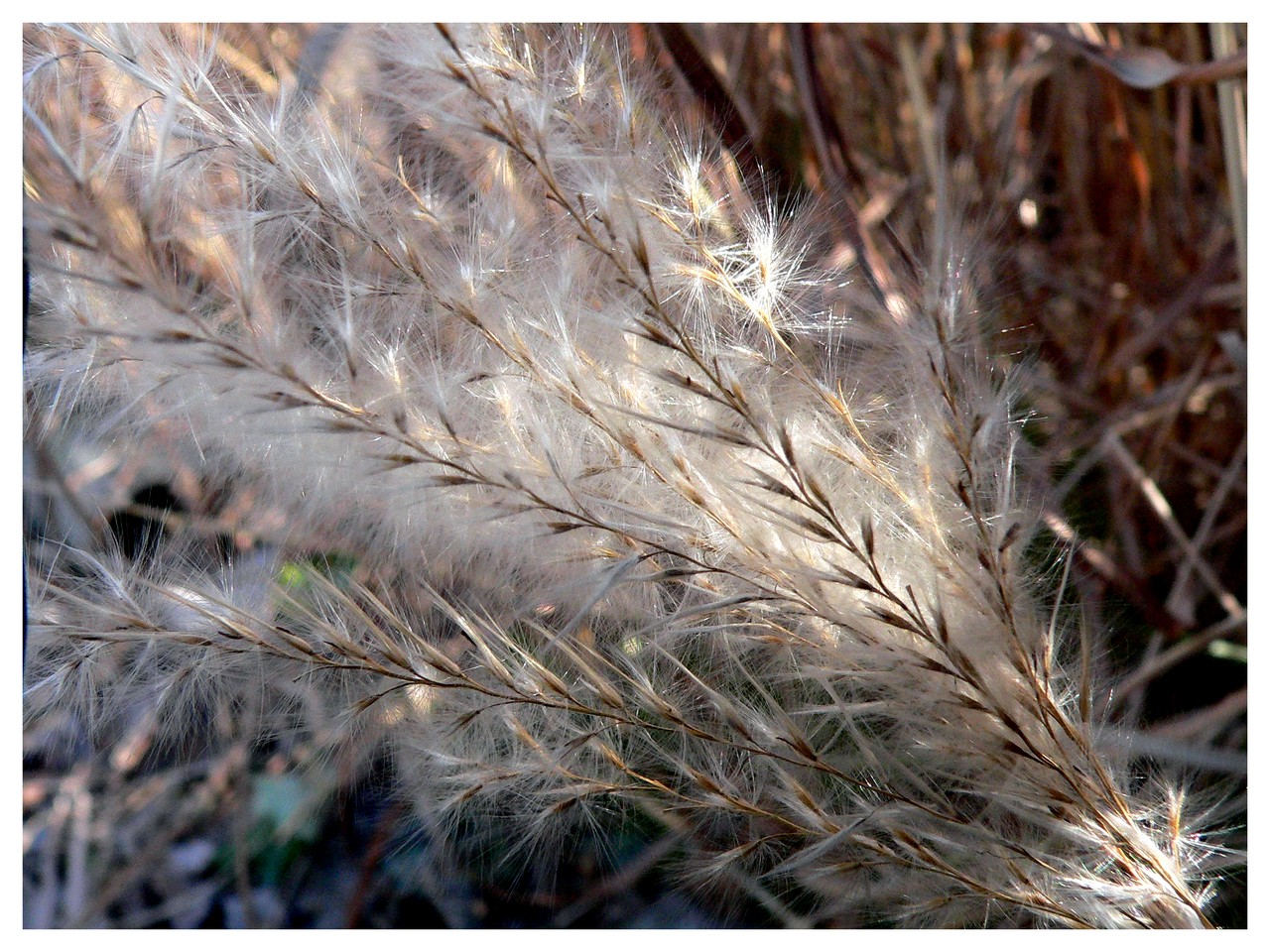 Fonds d'cran Nature Fleurs 