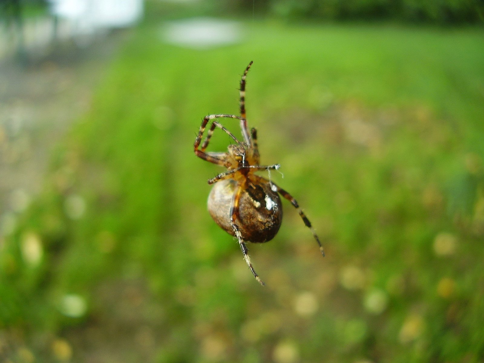 Fonds d'cran Animaux Araignes araitouphle