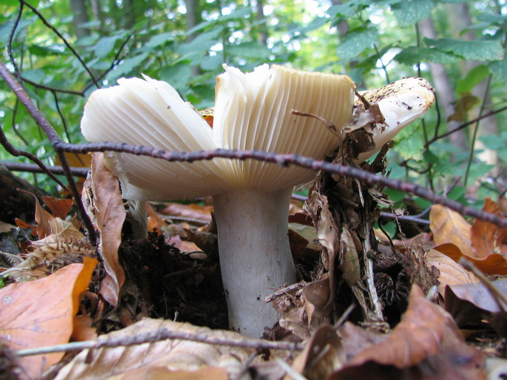 Fonds d'cran Nature Champignons CHAMPIGNONS