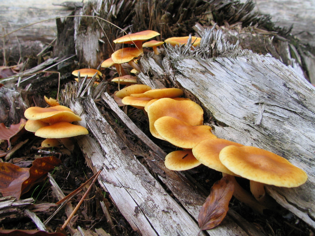 Fonds d'cran Nature Champignons CHAMPIGNONS