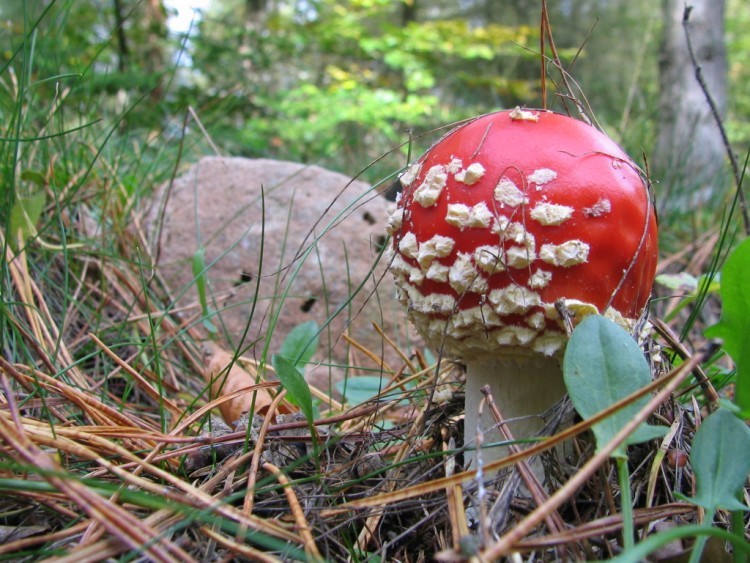 Fonds d'cran Nature Champignons CHAMPIGNONS