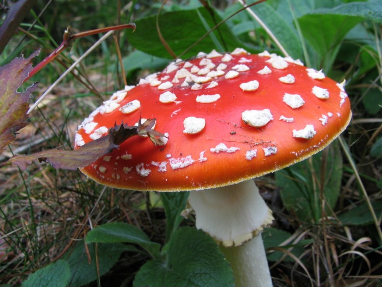 Fonds d'cran Nature Champignons CHAMPIGNONS