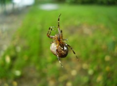 Fonds d'cran Animaux araitouphle