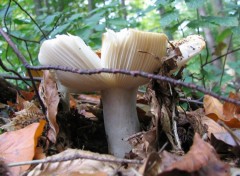 Fonds d'cran Nature CHAMPIGNONS