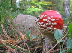 Fonds d'cran Nature CHAMPIGNONS