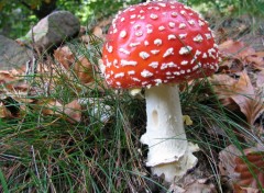 Fonds d'cran Nature CHAMPIGNONS