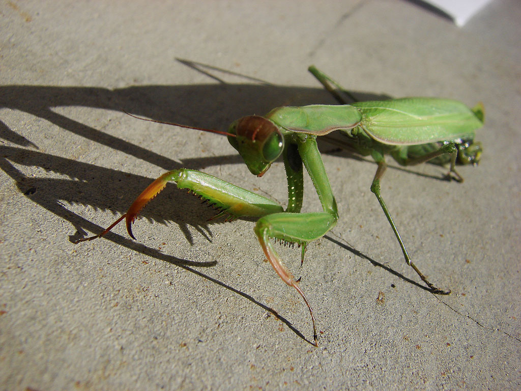 Wallpapers Animals Insects - Mantis Mante religieuse et son ombre