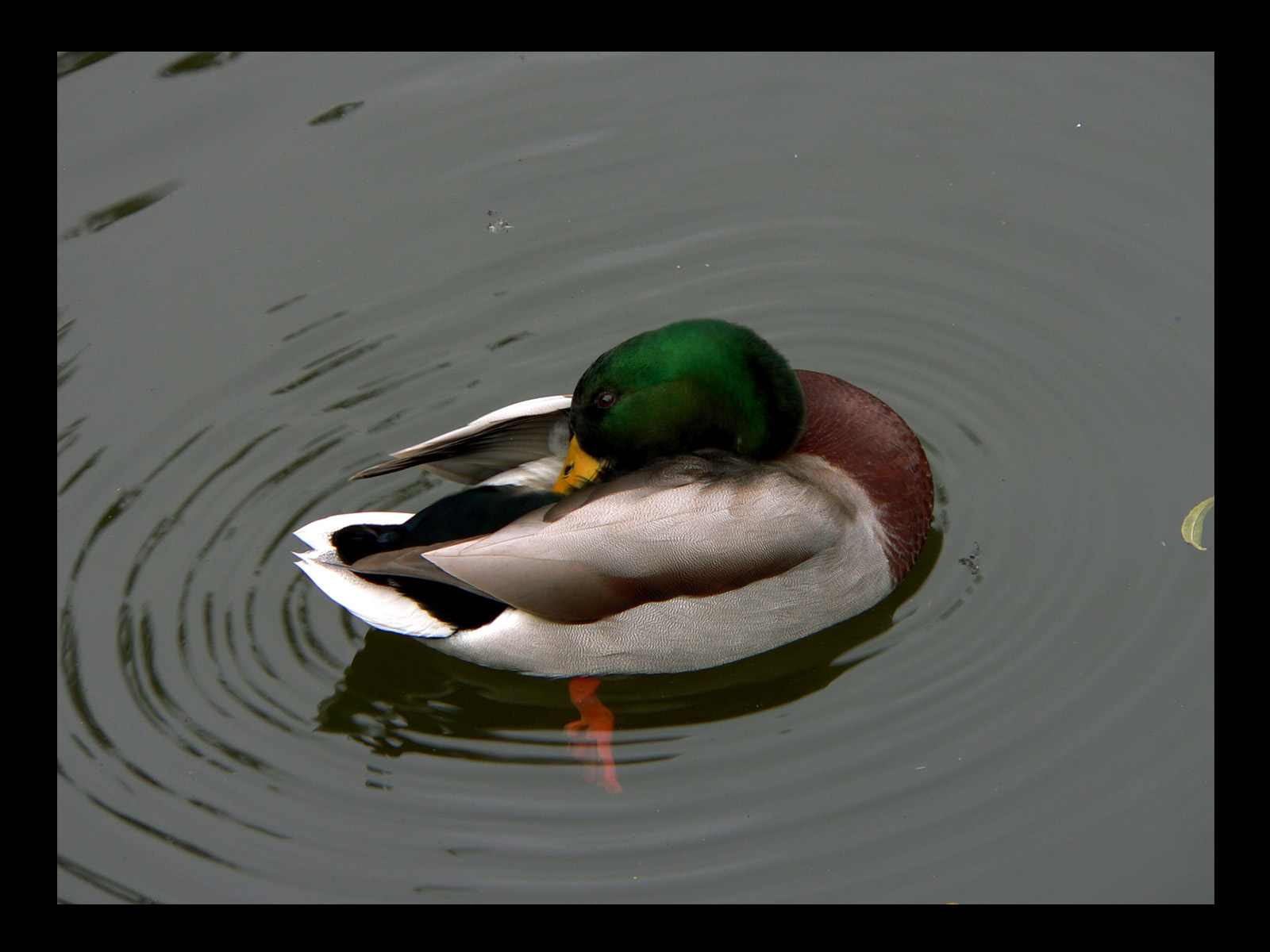 Wallpapers Animals Birds - Ducks 