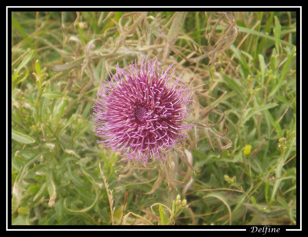 Fonds d'cran Nature Fleurs Pompom Rose