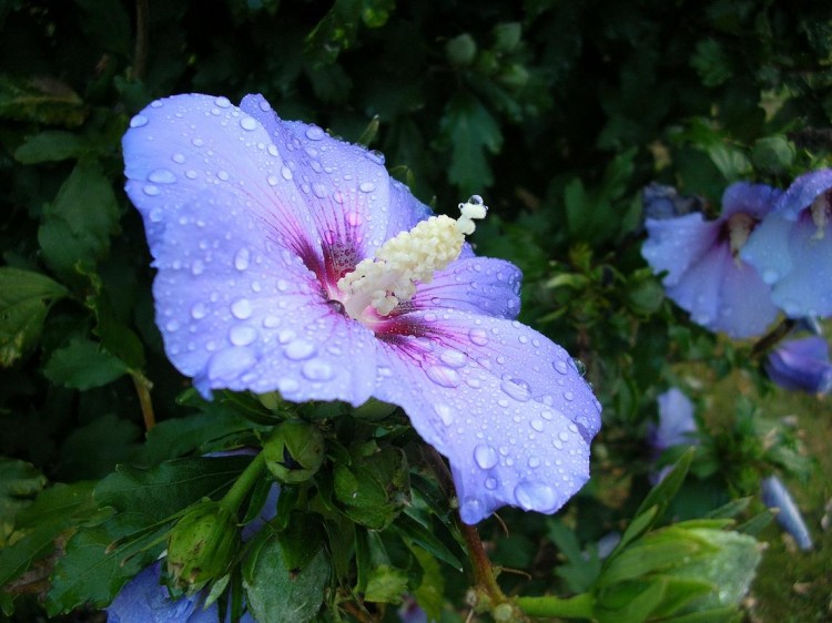 Wallpapers Nature Flowers Hibiscus