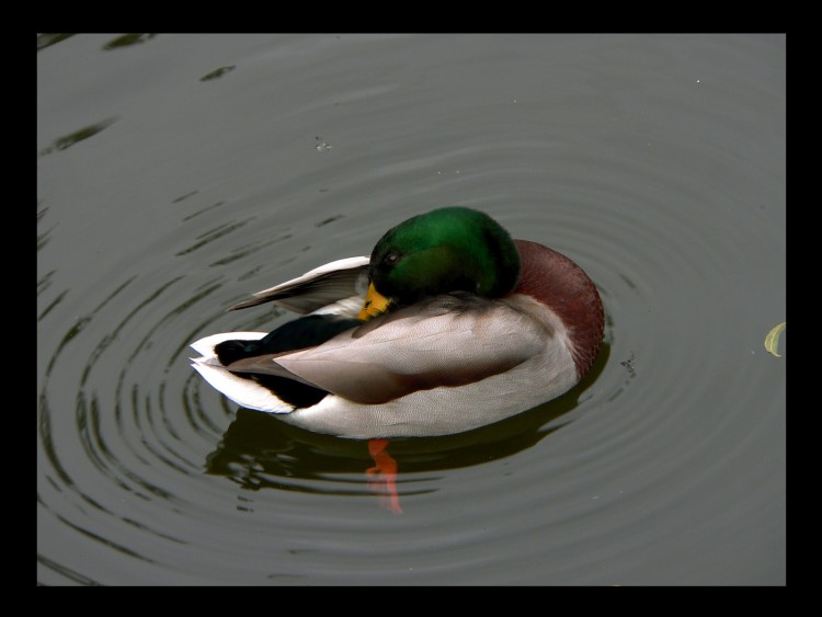 Wallpapers Animals Birds - Ducks Wallpaper N154737