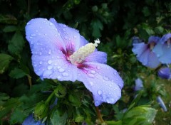 Wallpapers Nature Hibiscus