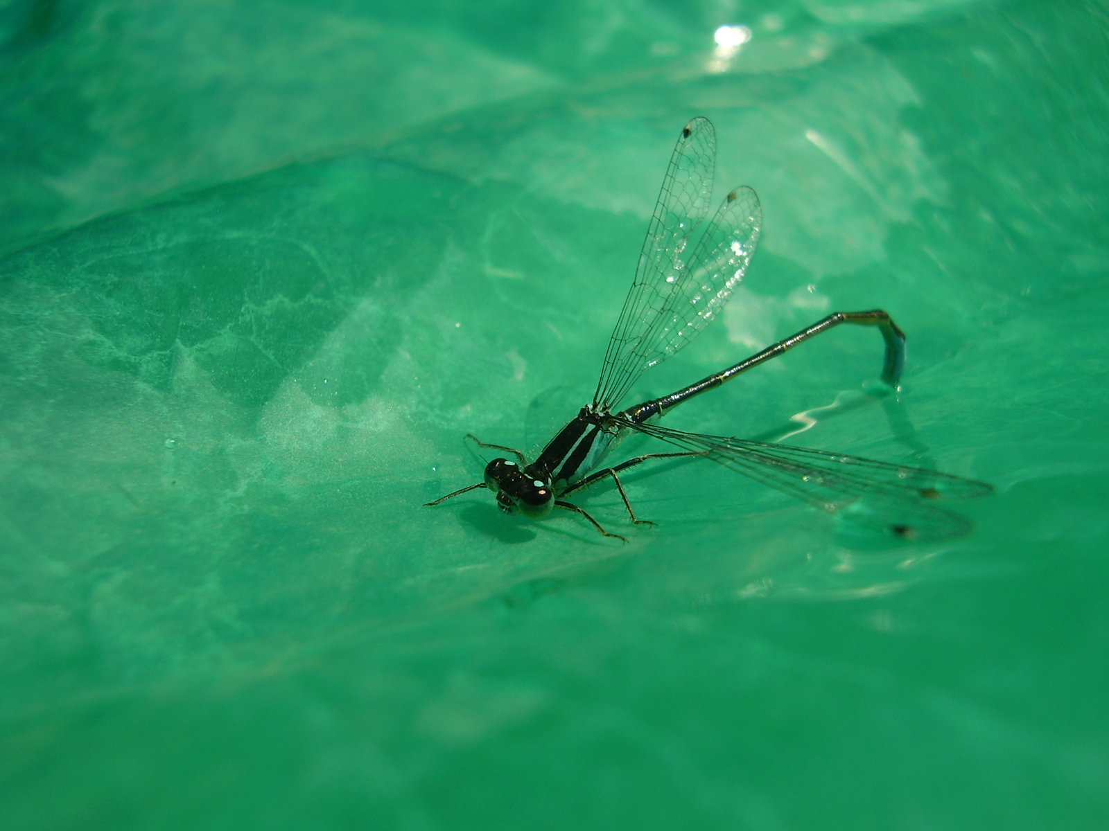 Fonds d'cran Animaux Insectes - Libellules 