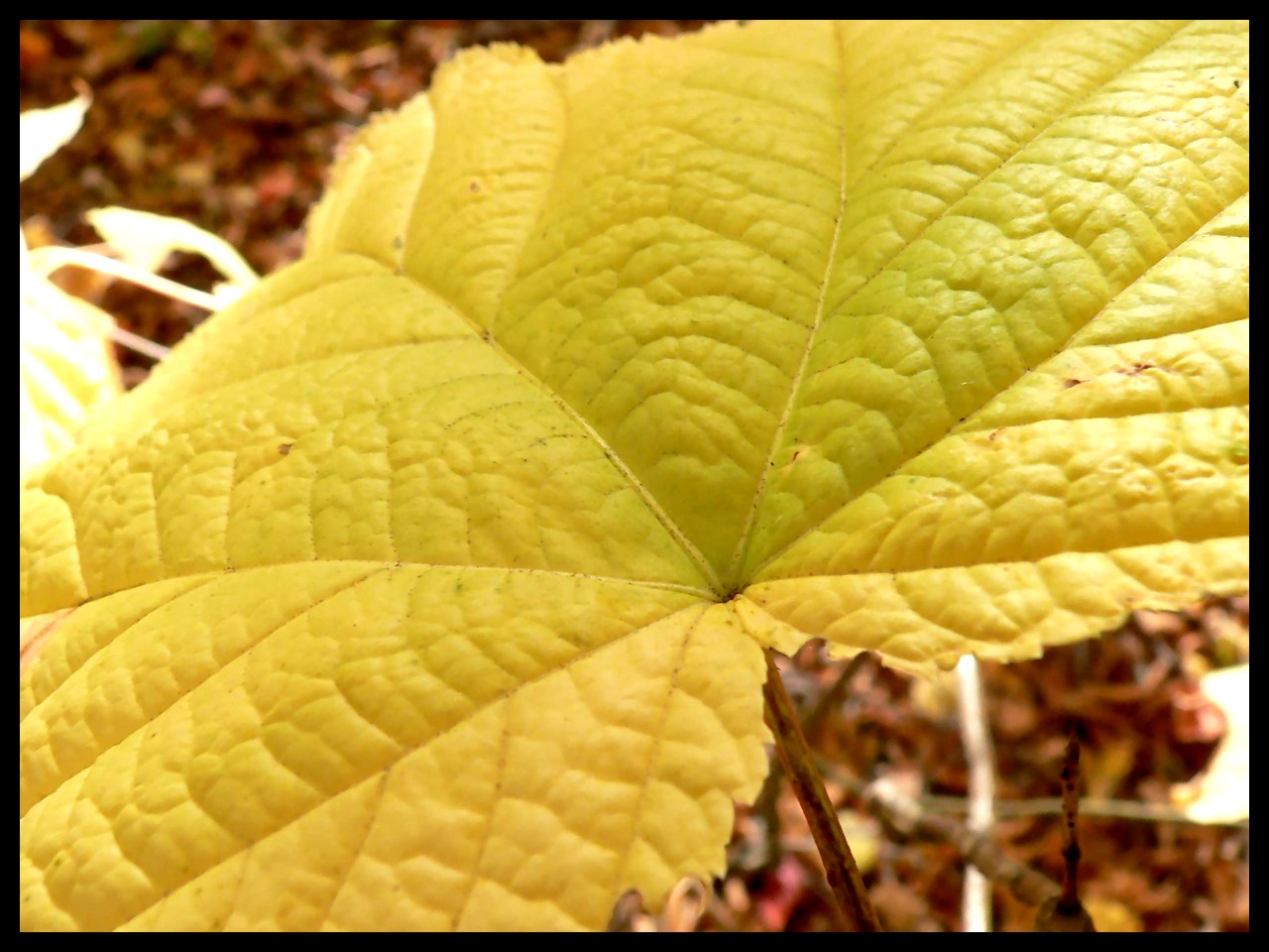 Wallpapers Nature Leaves - Foliage 