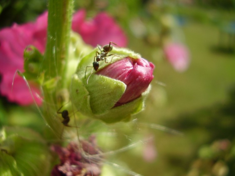 Fonds d'cran Animaux Insectes - Fourmis fourmouphle