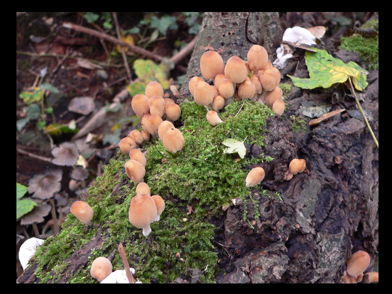 Fonds d'cran Nature Champignons 