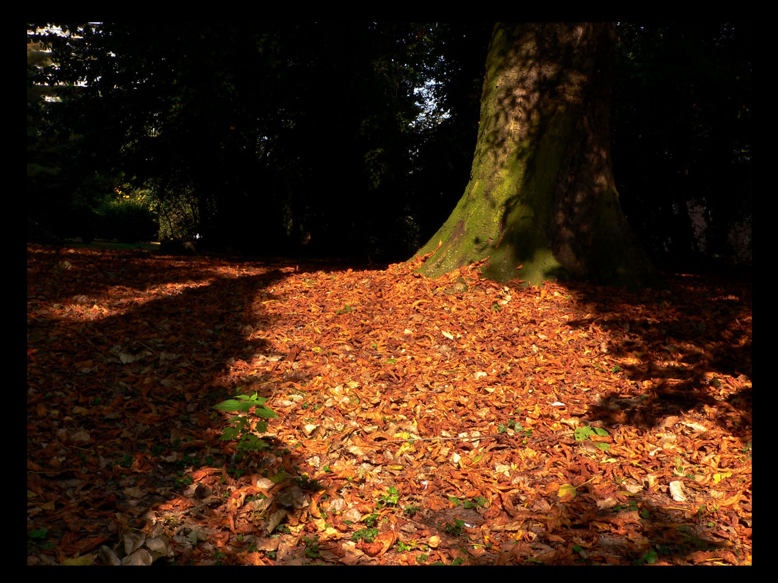 Wallpapers Nature Leaves - Foliage 