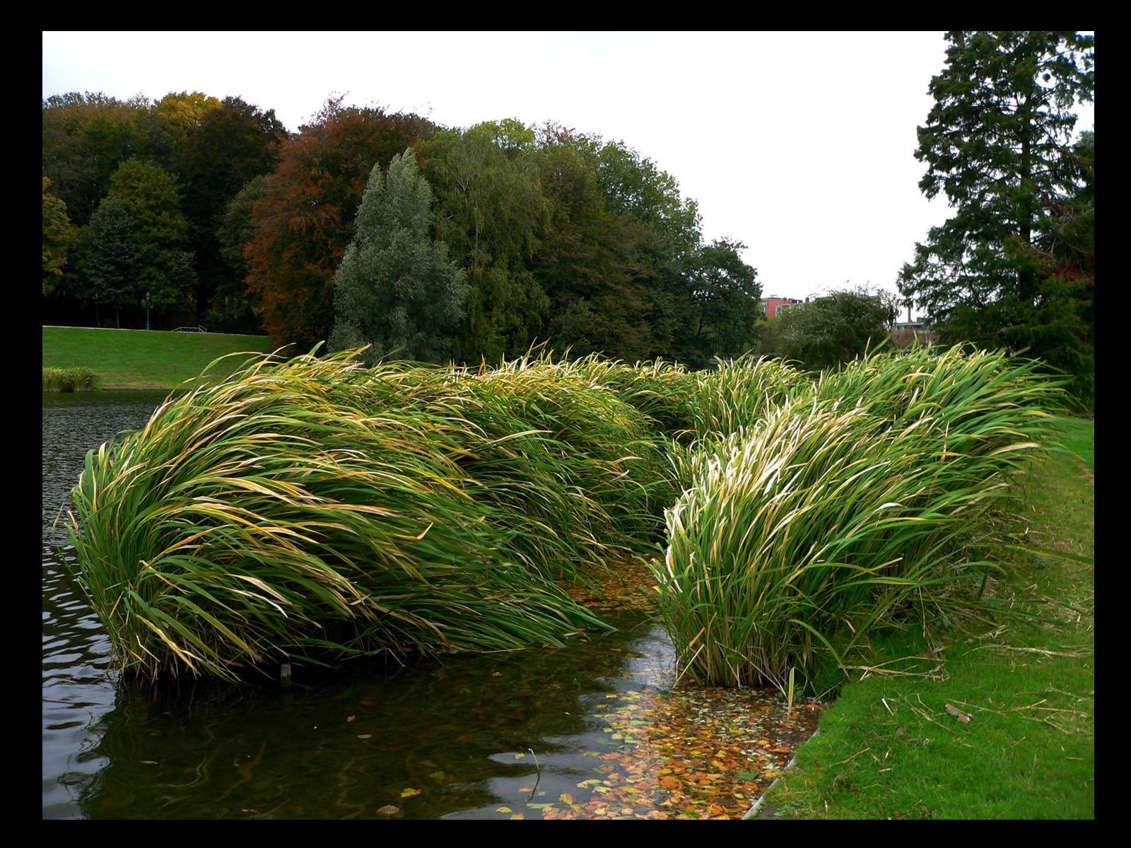 Wallpapers Nature Plants - Shrubs 