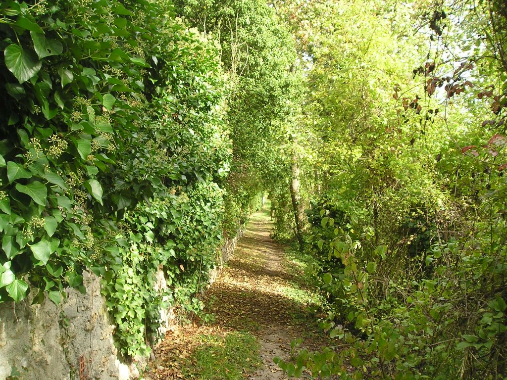 Fonds d'cran Nature Arbres - Forts Le petit chemin