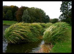 Fonds d'cran Nature Image sans titre N154871